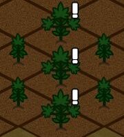 Tri Verde