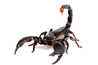 Scorpion