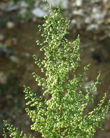 Archivo:Artemisia annua.jpg