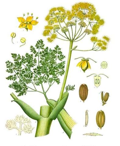 Archivo:Ferula gummosa Koeh-205.jpg