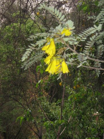 Archivo:Sophora 012.jpg