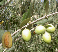 Aceituna.png