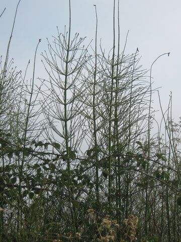 Archivo:Equisetum giganteum xc 1602.jpg