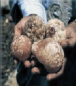 GomaArab