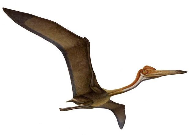 File:Quetzalcoatlus.jpg