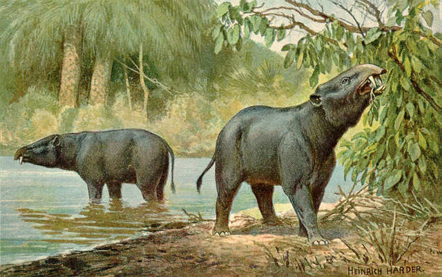 File:Moeritherium2.jpg