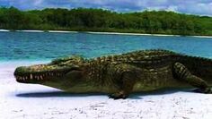Deinosuchus dwe