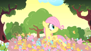 Filly Fluttershy