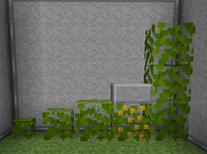 Maloberry Bushes