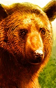 Brownbearportnwn