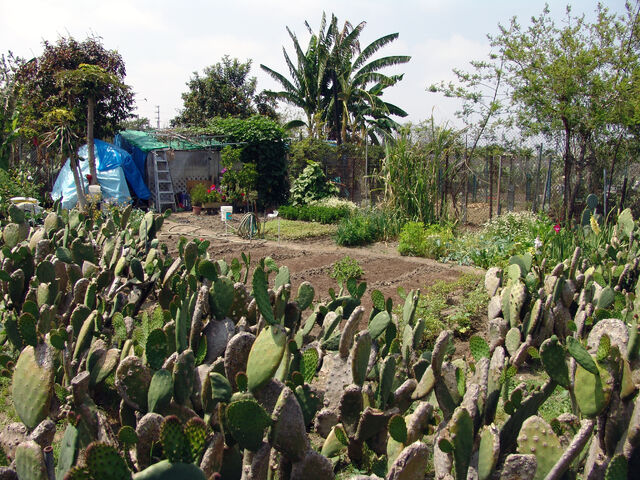 File:South Central Farm 44.jpg