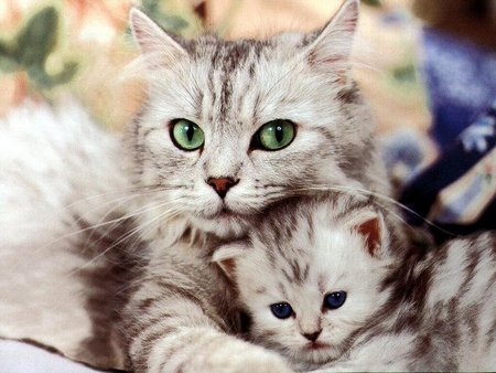 File:Cat with kitten.jpg