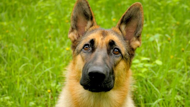 File:German Shepherd.jpg