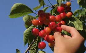 Cherrypicking.jpg