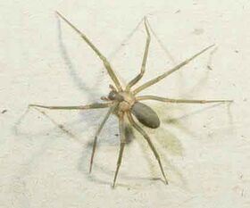 BrownRecluseSpider.jpg