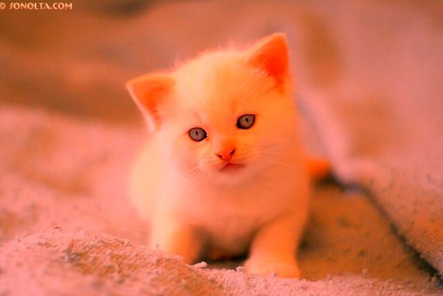 File:Orangekit.jpg