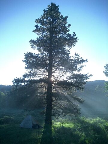 File:Shadowtree.jpg