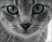Fang