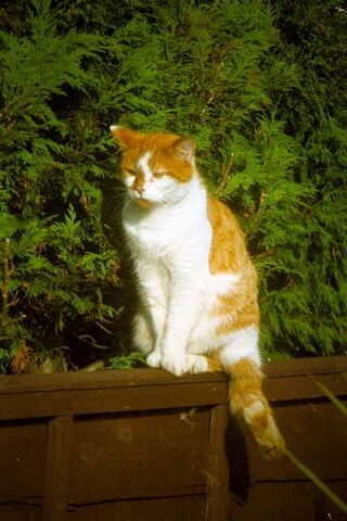 File:Catonfence.jpg