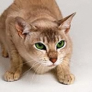 Sandstar