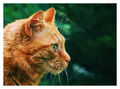 Thumbnail for version as of 23:13, August 29, 2010