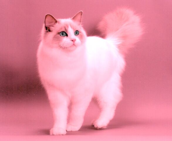 File:Rosepaw.jpg