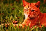 Redtooth