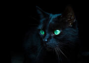 Thornpaw