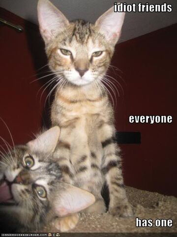 File:Funny-pictures-cat-has-idiot-friend.jpg