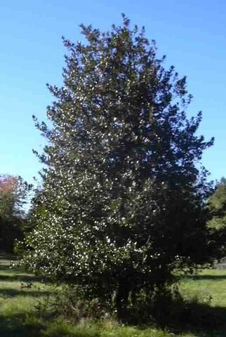 File:Earthtree.jpg
