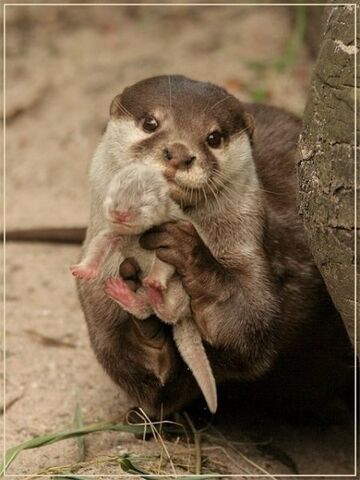 File:Ottermom.jpg