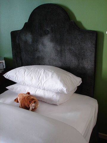File:Neatly arranged walrus.jpg