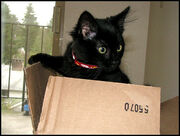 Cat-in-box