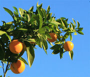 California Winter Oranges