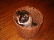 Funepa the grouch