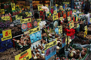 Tulip market