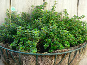 Growing my own