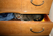 Bad cat
