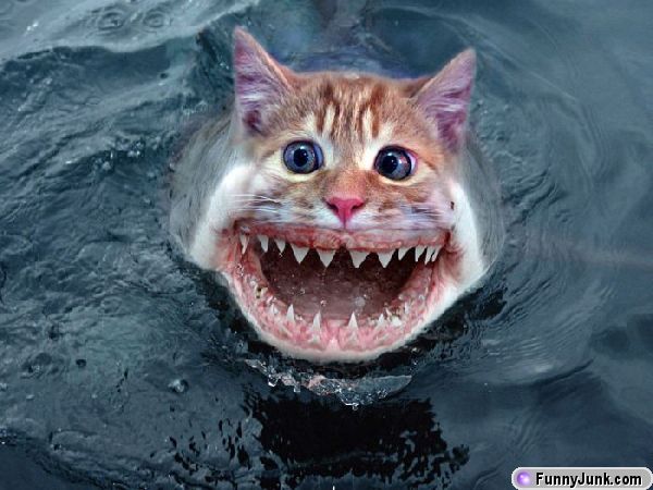 File:Cat-shark.jpg