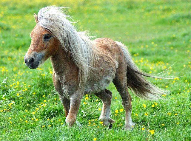 Archivo:Pony-1-.jpg