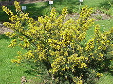 File:220px-Ulex europaeus8.jpg