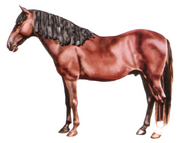 Paso fino
