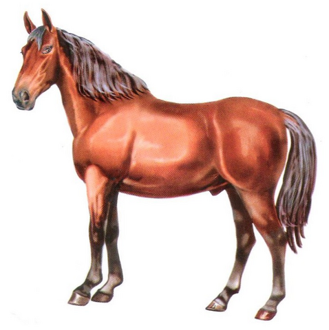 File:Standardbred.png