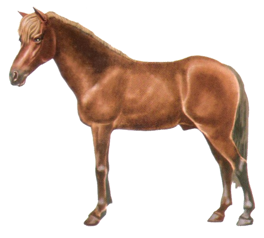 File:Java pony.png