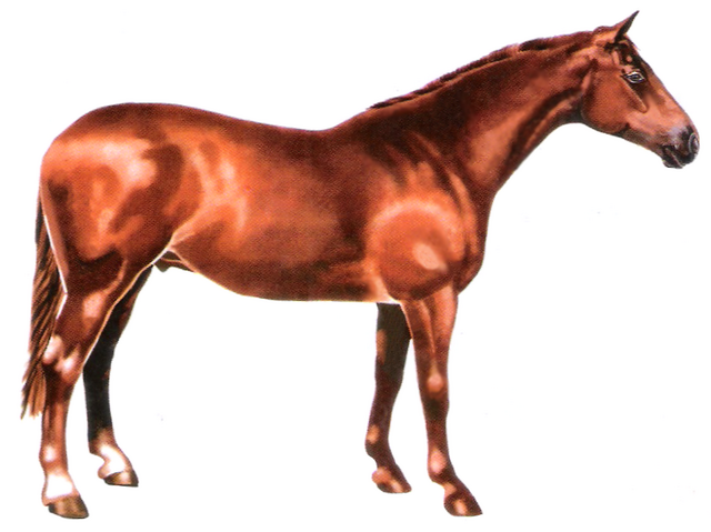 File:Murgese.png