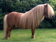 Shetland Pony 6489794