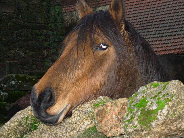 File:Image-1471016951.jpeg