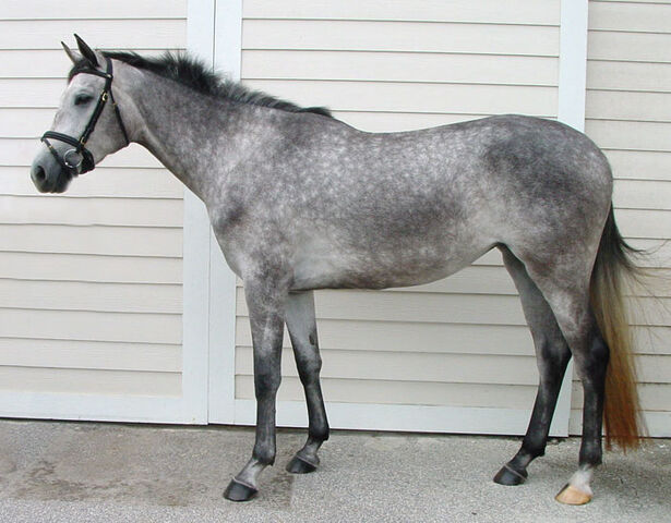 File:Dapple gray horse.jpg