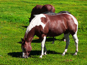 Horses Grazing