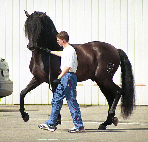 File:Spanish Andalusian .jpg